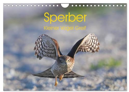 Sperber - Kleiner Vogel Greif (Wandkalender 2026 DIN A4 quer), CALVENDO Monatskalender: Eindrücke aus dem Leben eines Sperberpaares (CALVENDO Tiere)
