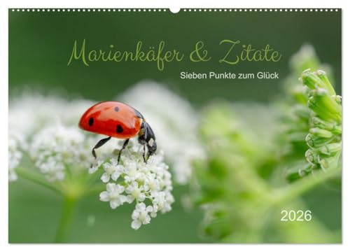 Marienkäfer & Zitate - Sieben Punkte zum Glück (Wandkalender 2026 DIN A2 quer), CALVENDO Monatskalender: Glückskäfer-Kalender: Zitate und Fotos (CALVENDO Tiere)