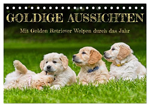 Goldige Aussichten - Mit Golden Retriever Welpen durch das Jahr (Tischkalender 2026 DIN A5 quer), CALVENDO Monatskalender: 13 entzückende Fotos von ... der Rasse durch das Jahr (CALVENDO Tiere)