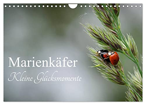 Marienkäfer - kleine Glücksmomente (Wandkalender 2026 DIN A4 quer), CALVENDO Monatskalender: Jedes Kind kennt sie, diese kleinen Glückskäfer und sie z ... Gesicht, wenn ich sie sehe. (CALVENDO Tiere)