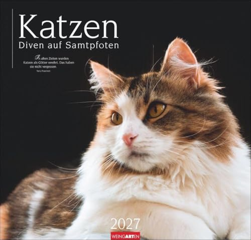 Katzen - Diven auf Samtpfoten Kalender 2027 - Diven auf Samtpfoten: Eigenwillig und geliebt: Katzen-Porträts in einem großen Wandkalender. Tierkalender 2027 für Katzenfans. 48 x 46 cm