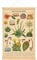 Vintage Cacti Succulent Poster Cactus Wall Art Prints Rustic Cacti Hanging Wall Decor Hanging Canvas Frame Wall Poster for Living Room Bedroom Decor, 15.7 x 23.6 Inches