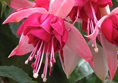 Fuchsia Trailing Giant 'Seventh Heaven' Summer Garden Plug Plants Pack x6