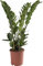 Planta Verde Natural Zamioculcas Zamiifolia Planta ZZ