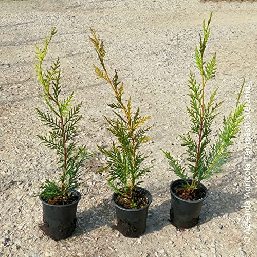 Cipresso Cupressocyparis leylandii, 10 piante con altezza 40/60 cm, vaso Ø8