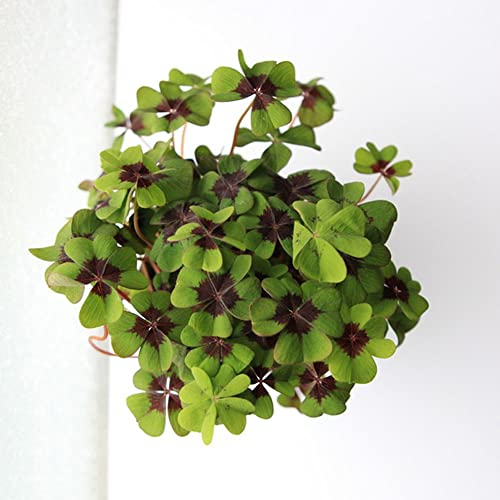 glücksklee pflanze samen,grünpflanzen pflanzensamen,balkonpflanzen winterhart mini garten saat seltene pflanzen exotische zimmerpflanzen 150Stück