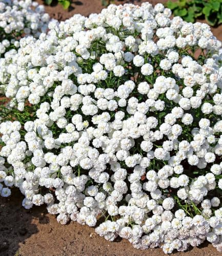 BALDUR Garten 4x Achillea Diadem, Pflanzen im 9x9 cm-Topf | winterharte Staude, mehrjährig und pflegeleicht, Wasserbedarf gering, blühend, Achillea ptarmica