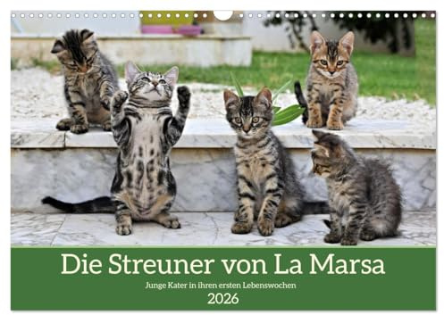 Die Streuner von La Marsa (Wandkalender 2026 DIN A3 quer), CALVENDO Monatskalender: Es wäre ein perfektes Geschenk für Katzenliebhaber und ... in den Alltag bringt. (CALVENDO Tiere)