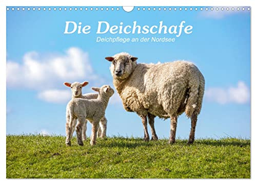 Die Deichschafe. Deichpflege an der Nordsee (Wandkalender 2026 DIN A3 quer), CALVENDO Monatskalender: Fastzinierende Schafe - fascinating sheeps (CALVENDO Tiere)
