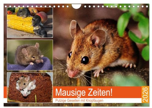 Mausige Zeiten! Putzige Gesellen mit Knopfaugen (Wandkalender 2026 DIN A4 quer), CALVENDO Monatskalender: Niedliche Farbmäuse und wilde Artgenossen (CALVENDO Tiere)