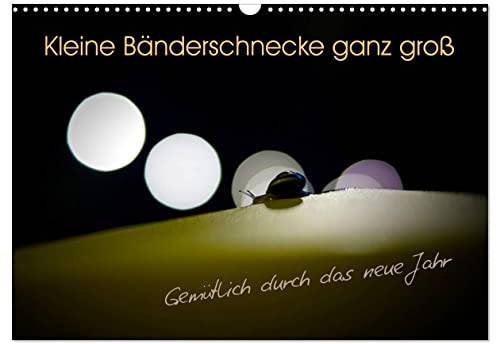 Kleine Bänderschnecke ganz groß - Gemütlich durch das neue Jahr (Wandkalender 2026 DIN A3 quer), CALVENDO Monatskalender: Ein genauer Blick auf die ... an außergewöhnlichen Orten (CALVENDO Tiere)