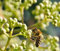 Bienenbaum, Tausendblütenstrauch, Euodia hupehensis, 80-100cm im Topf