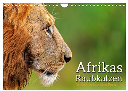 Afrikas Raubkatzen in eindrucksvollen Portraits (Wandkalender 2026 DIN A4 quer), CALVENDO Monatskalender: Eindrucksvolle hochauflösende Portraits von ... faszienierenden Raubkatzen (CALVENDO Tiere)