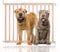 Bettacare Chunky Wooden Screw Fit Dog Gate, 63.5cm - 105.5cm, Natural, Wooden Dog Gate Gate, Screw Fit Pet Stair Gate, Puppy Gate, Stylish and Practical Safety Barrier