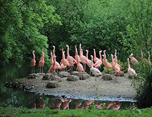 hansepuzzle 96022 - Flamingo Puzzle 1000 Teile - Tierwelt-Puzzle mit hochwertiger Aufbewahrung: Kartonbox und wiederverschließbarem Beutel - Format 60 × 46 cm