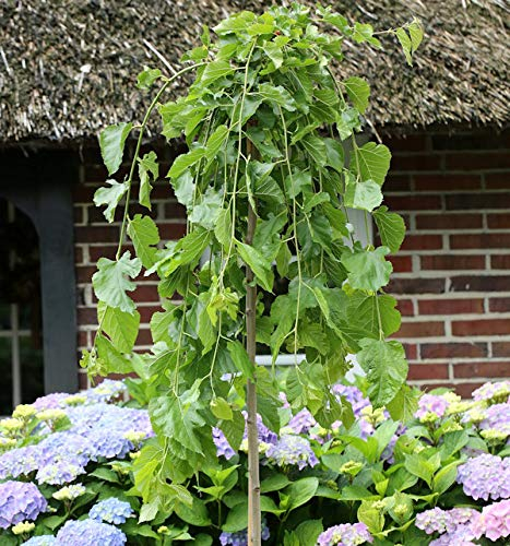 Hochstamm Trauer Maulbeere 125-150cm - Morus alba
