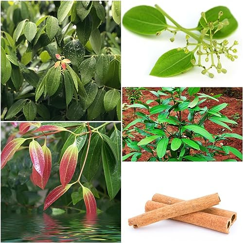 200 pcs Zimt samen - küchenkräuter plant exotische pflanzen,cinnamomum cassia, heilkräuter samen pflanzenkübel kräutersamen gartenarbeit gartenpflanzen gewächshaus balkon kübelpflanzen