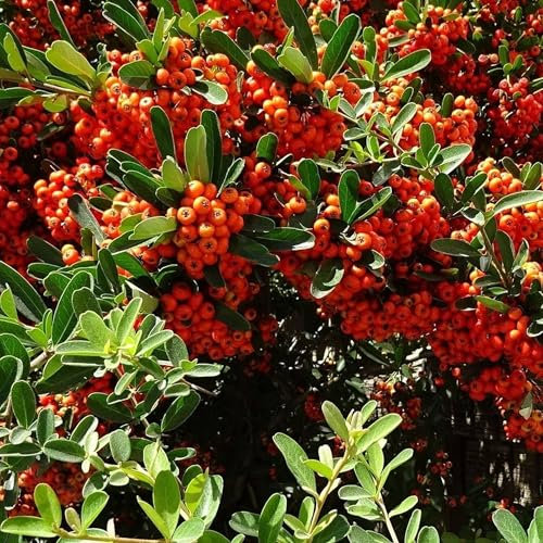 Pianta vera di Pyracantha Mohave - Diametro Vaso Ø 15 cm