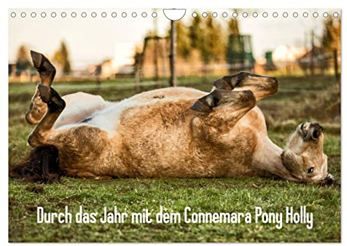 Durch das Jahr mit dem Connemara Pony Holly (Wandkalender 2026 DIN A4 quer), CALVENDO Monatskalender: Bilder eines jungen Connemara Ponys durch die Jahreszeiten. (CALVENDO Tiere)