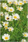 Wallario Outdoor-Poster für Garten oder Balkon Margeritenwiese, Motivbanner Größe: ca. 80 x 120 cm, Outdoor-Bild