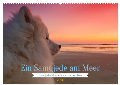 Ein Samojede am Meer (Wandkalender 2026 DIN A2 quer), CALVENDO Monatskalender: Samojeden - Die freundlichen Schlittenhunde aus dem Norden (CALVENDO Tiere)