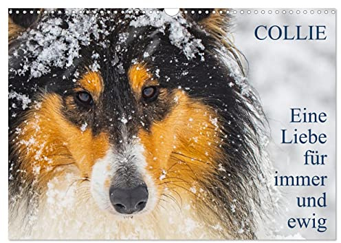 Collies - Eine Liebe für immer und ewig (Wandkalender 2026 DIN A3 quer), CALVENDO Monatskalender: 13 wundervolle Fotos der Fotografin Sigrid Starick ... kleinen bezaubernden Collies (CALVENDO Tiere)