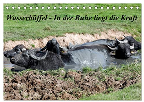 Wasserbüffel - In der Ruhe liegt die Kraft (Tischkalender 2026 DIN A5 quer), CALVENDO Monatskalender: Der Kalender entstand beim entspannen in der ... eine enorme Ruhe aus! (CALVENDO Tiere)