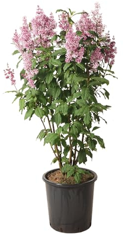 Kanada-Flieder, Syringa 'Minuet', sommerblühend, duftend, Schmetterlinge, Gartenstrauch, pflegeleicht