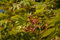 Acer palmatum 'Osakazuki' C 80-100 Fächerahorn 'Osakazuki',winterhart, deutsche Baumschulqualität, im Topf für optimales anwachsen