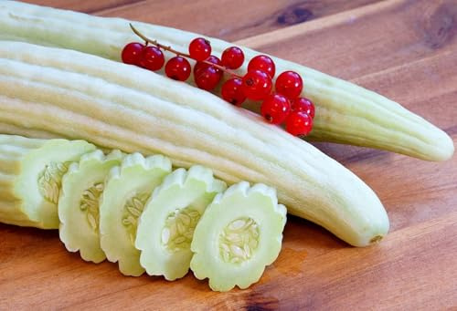 Armenische Gurke – Tortarello Abruzzese Chiaro – 40 cm und mehr – 20 Samen | Cucumis melo var. flexuosus | Mild | Knackig | Hitzetolerant
