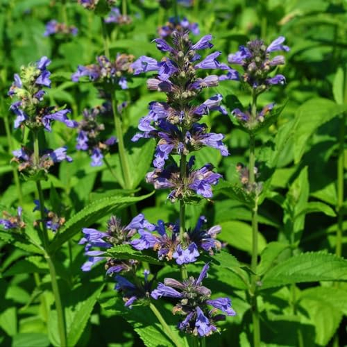 300 pcs katzenminze samen mehrjährig - Nepeta cataria - küchenkräuter, hochbeet balkon Katzenminzesamen katzenminze pflanze heilkräuter, plants kräutertopf balkon, nachhaltige produkte
