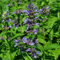 300 pcs katzenminze samen mehrjährig - Nepeta cataria - küchenkräuter, hochbeet balkon Katzenminzesamen katzenminze pflanze heilkräuter, plants kräutertopf balkon, nachhaltige produkte
