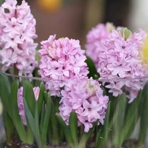 Hyazinthen zwiebeln winterhart,Hyazinthen knollen kaufen,duftend, einfach zu züchten, Blumenzwiebeln, Grünpflanzen, Garten, große Blumen-2zwiebeln-E