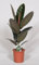Ficus Elastica Abidjan - Gummibaum - Zimmerpflanze - Ø17cm - 60cm