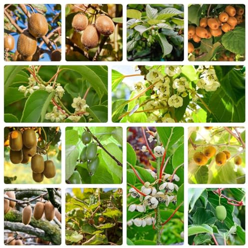 semillas de plantas de kiwi - jardín balcón, de plantas semillas de kiwis Frutas exóticas, plantas resistentes para jardín. fruta columnar, de jardín semillas de frutas, 85pcs