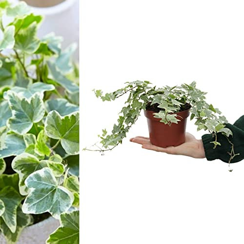 Large White Variegated Hedera Helix - English Ivy Evergreen Shrub in 13cm Pot - Suitable for Indoor and Outdoor Use (1 Plant)