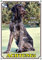 Petsigns hochwertiges Hundeschild - Deutsch Drahthaar - Metallschild in Premiumqualität, DIN A4