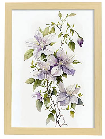 Nacnic Clematis 2 Poster im nordischen Stil. Botanik Illustrationen mit Blumen und Pflanzen im Wasserfarbe. Innenarchitektur und Dekoration. A4 Holzrahmen.