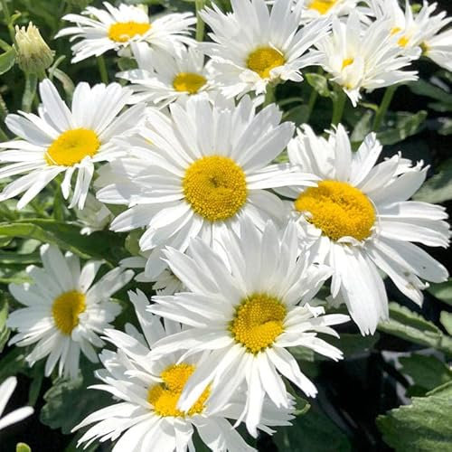 Leucanthemum Madonna (Shasta Daisy), 6 Hardy Perennial Plug Plants