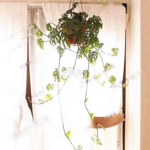 PLAT FIRM Germinazione dei semi: 100 semi Pz Monstera obliqua, facile da coltivare, pianta bonsai per la casa cortile