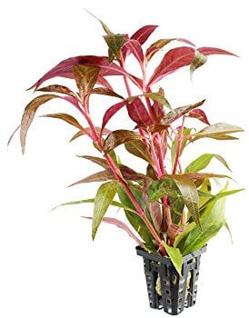 Alternanthera rosaefolia mini