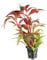 Alternanthera rosaefolia mini