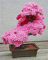 Sakura giapponese (Prunus sargentii) fiore di ciliegio Bonsai5 Seeds * Rare *