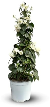 Attitude Jardin - Bouganville piramide - pianta fiorita - 70-80 cm - ⌀ 18 cm - pianta da esterno - fiore bianco