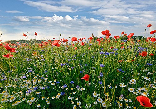 wandmotiv24 Fototapete Blumenwiese Größe: 400 x 280 cm Wandbild - Motivtapete KT493