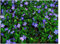 1 x Vinca minor 'Blau' (Staude/Winterhart/Bodendecker/Immergrün/Mehrjährig) Blaues Kleines/Kleinblättriges Immergrün - tolle Blütenpracht - sehr pflegeleicht - von Stauden Gänge