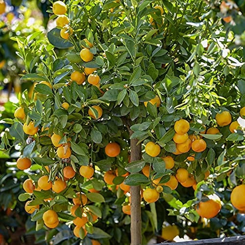 YouGarden Citrus 'Panama Orange' Tree in 7/9cm Pot, Ready to Plant Orange Tree for Pots, Planters and in The Ground, Grow Your Own Fruit Tree
