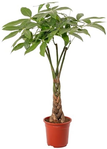 Pachira Aquatica Money Tree Evergreen Indoor House Plant for Home Office in Pot | Stunning Foliage, Real Plants (21cm Pot, 90-100cm)