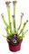 Sarracenia farnhamii - 30-40cm - Ø12cm - Pianta d'appartamento - Sempreverde