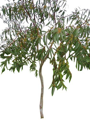 Winterharter-Schnee-Eucalyptus 30 Samen (Eucalyptus pauciflora ssp. debeuzevillei) Frosthart bis -20 Crad